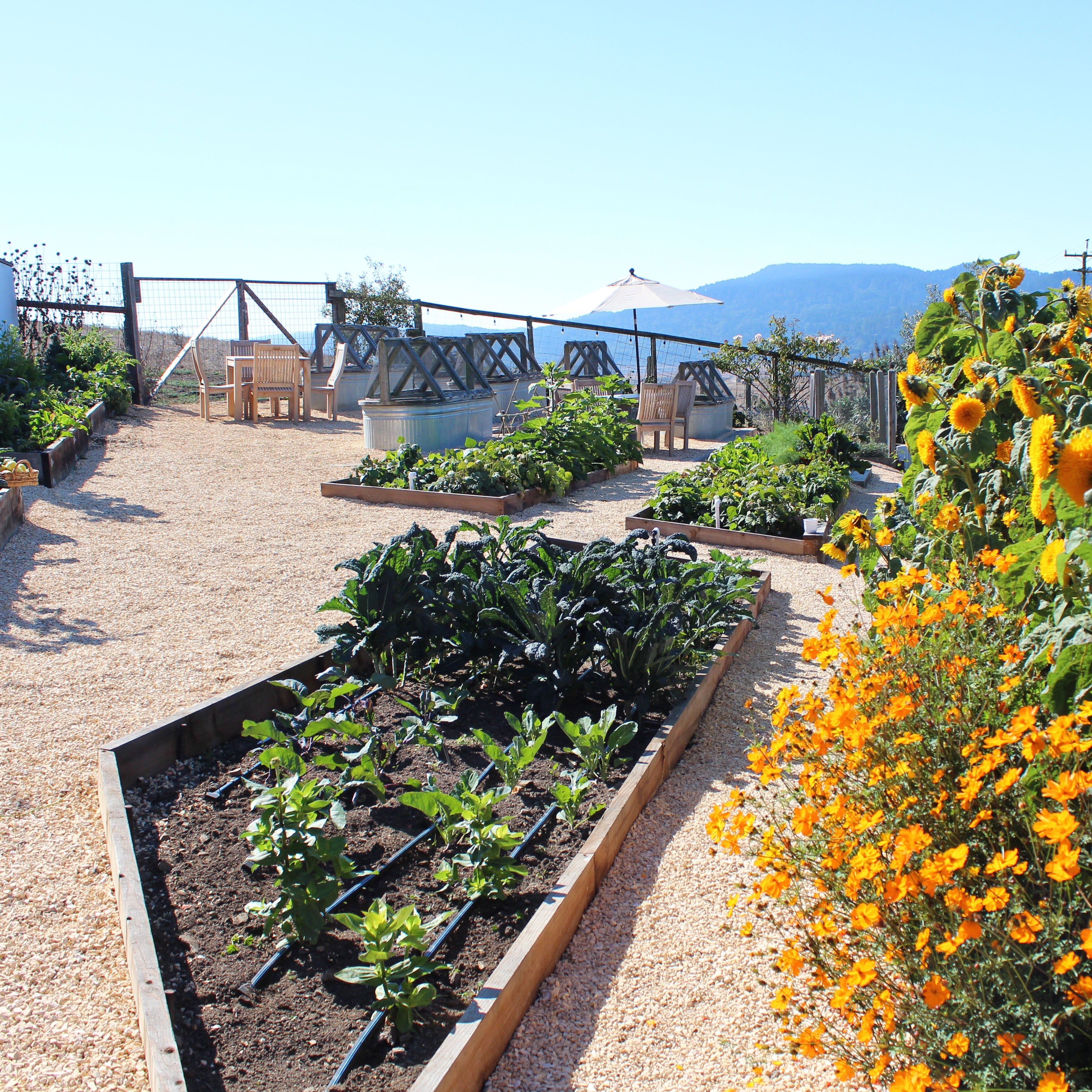 A garden