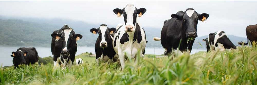 A herd of cows on pasture
