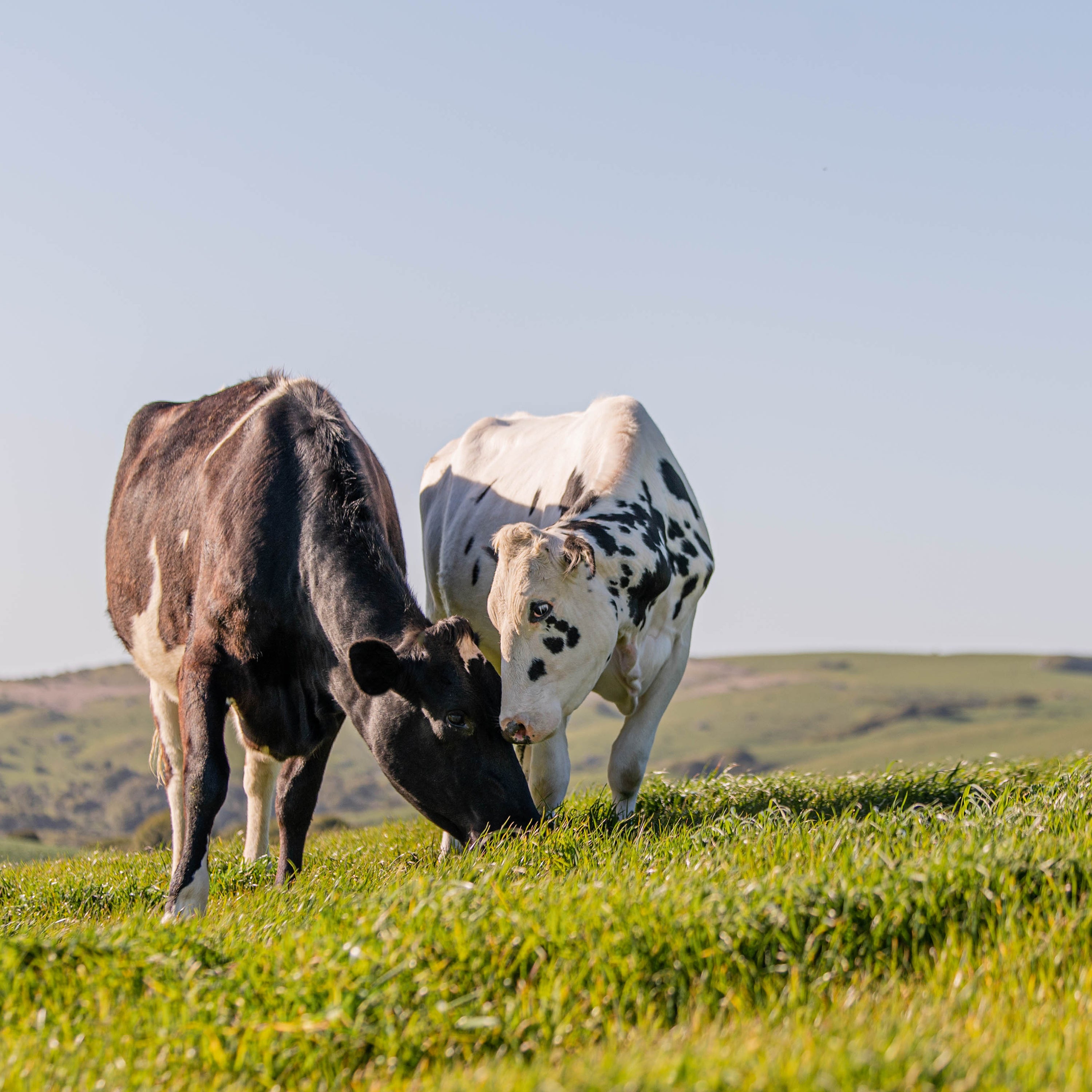 two cows on pasture