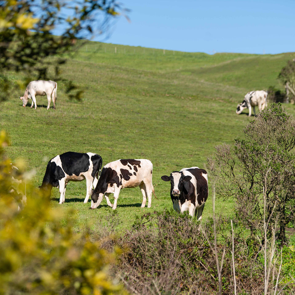 cows in green field